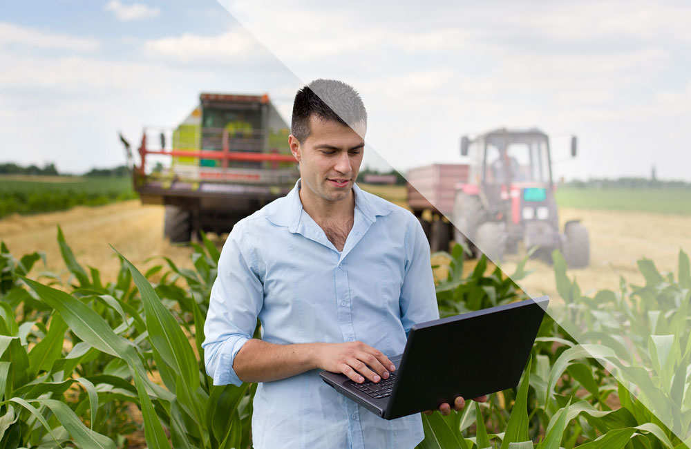 Irish fields and agriculture